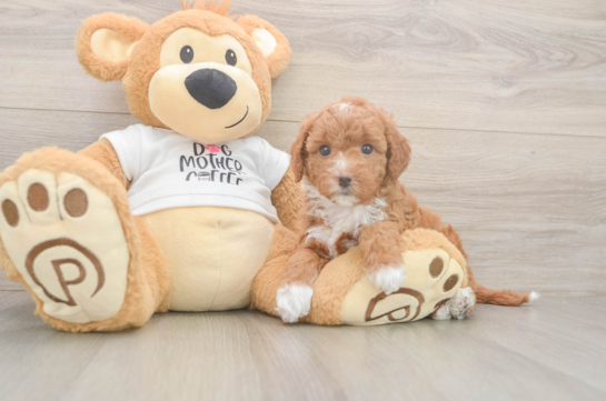 Cute Mini Goldendoodle Baby
