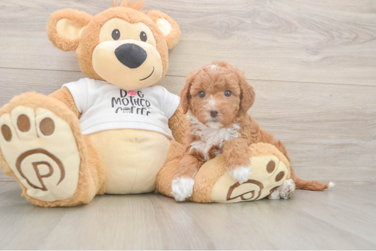 Meet Livi - our Mini Goldendoodle Puppy Photo  1/3 - Premier Pups Cute Mini Goldendoodle Baby