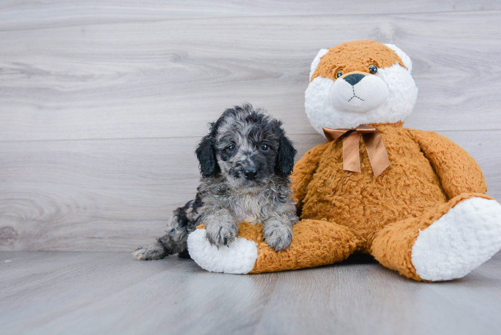 Friendly Mini Goldendoodle Baby