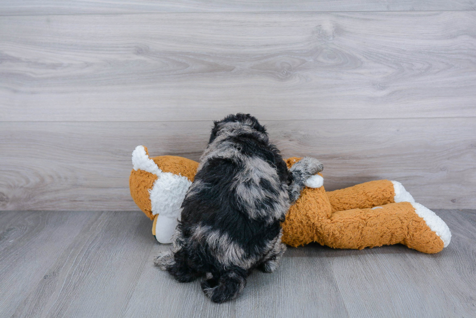 Happy Mini Goldendoodle Baby