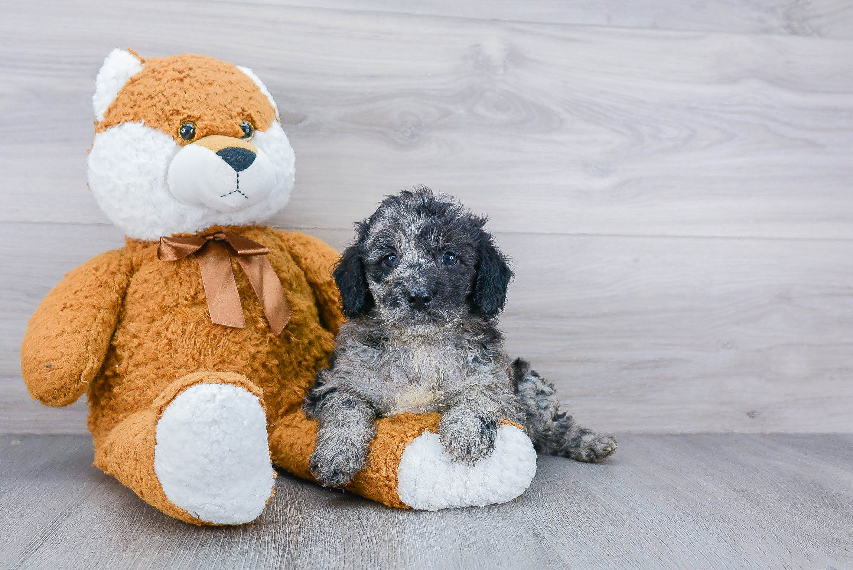 Best Mini Goldendoodle Baby