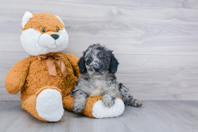 Best Mini Goldendoodle Baby