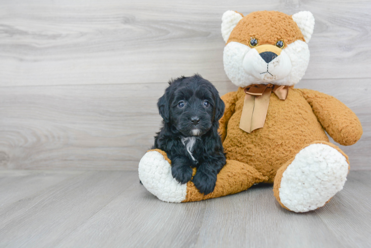 Fluffy Mini Goldendoodle Poodle Mix Pup