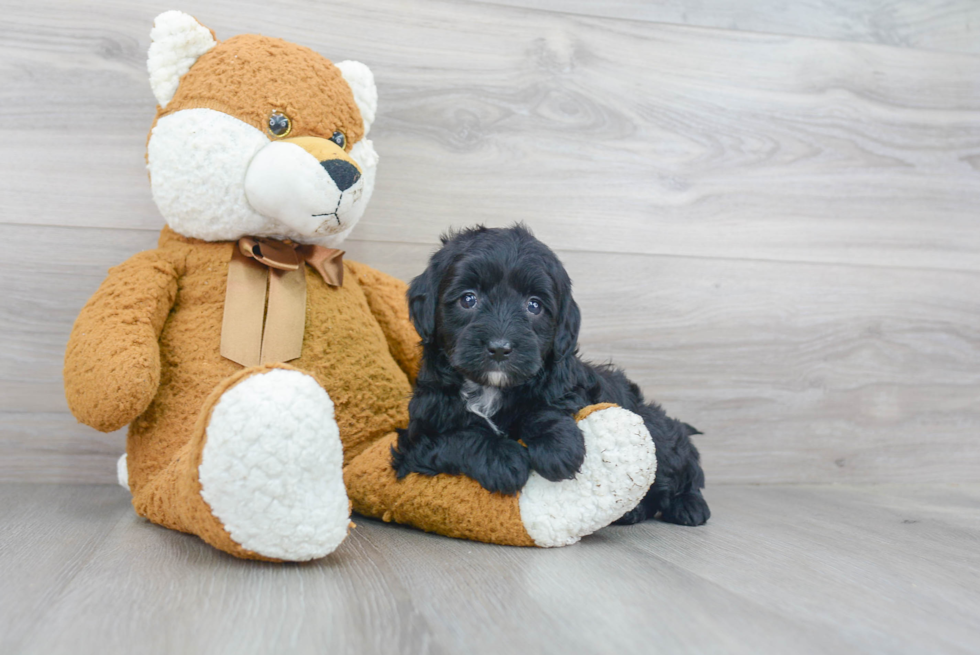 Funny Mini Goldendoodle Poodle Mix Pup