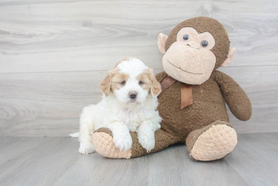 Best Mini Goldendoodle Baby