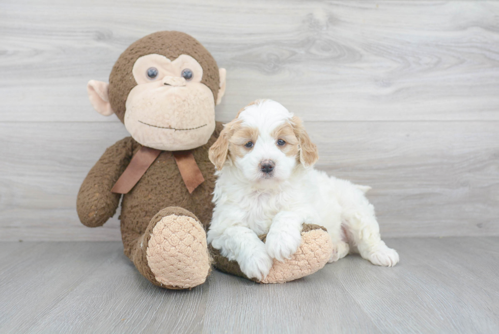 Mini Goldendoodle Puppy for Adoption