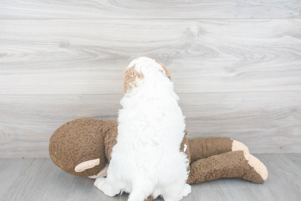 Hypoallergenic Golden Retriever Poodle Mix Puppy