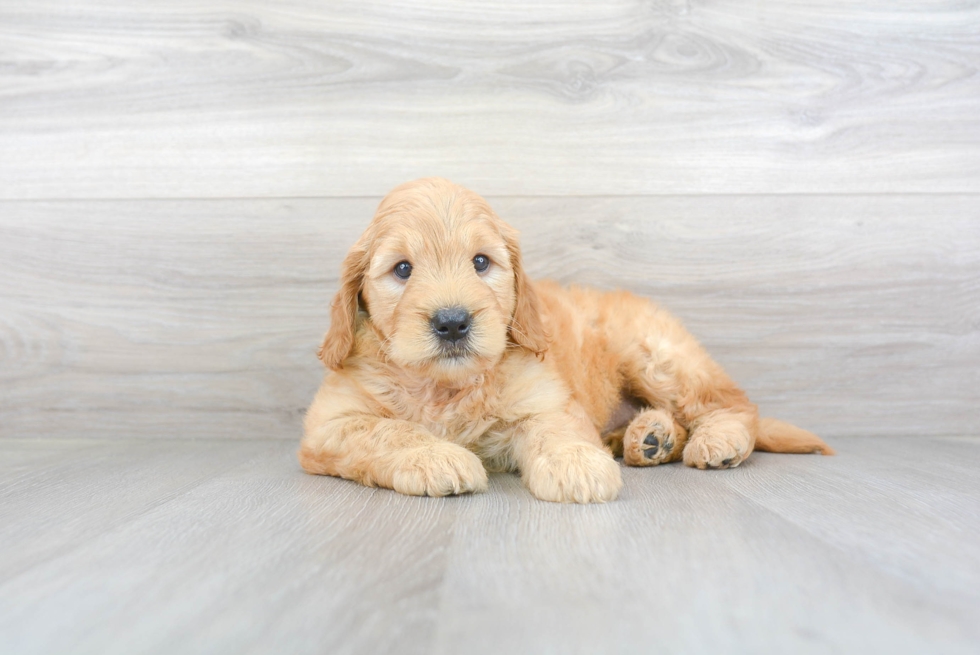 Best Mini Goldendoodle Baby