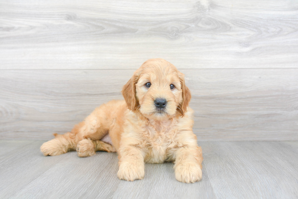 Best Mini Goldendoodle Baby