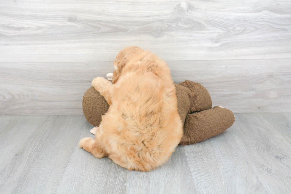 Mini Goldendoodle Pup Being Cute