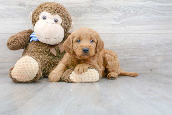 Smart Mini Goldendoodle Poodle Mix Pup