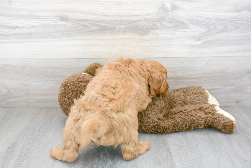 Mini Goldendoodle Pup Being Cute