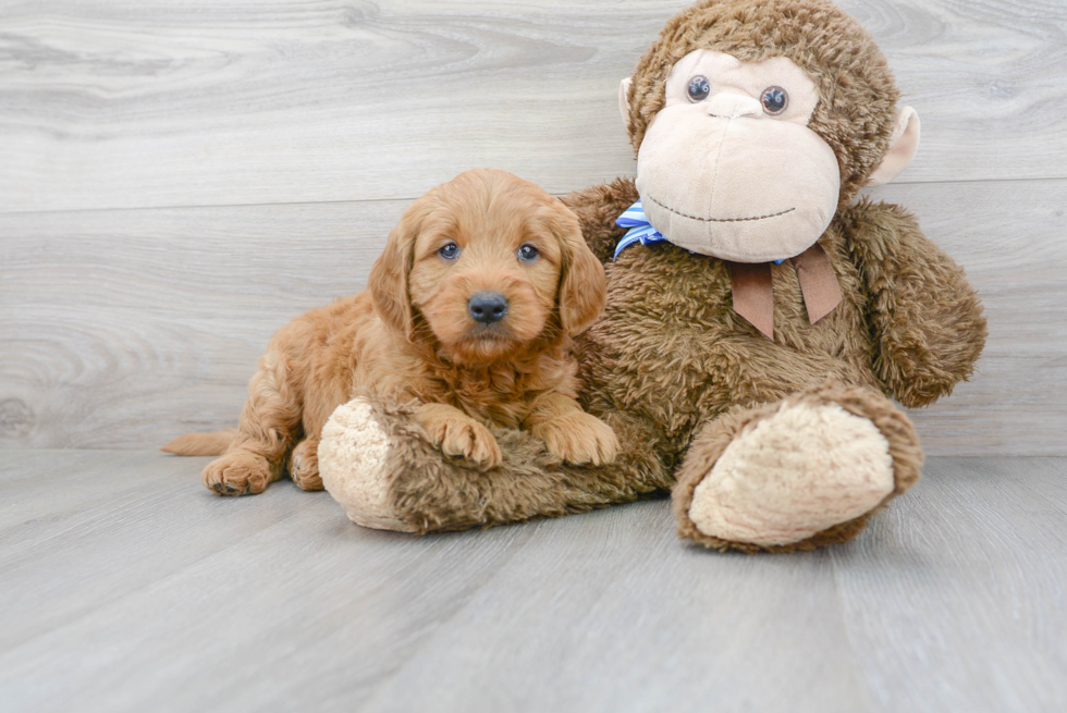 Mini Goldendoodle Puppy for Adoption