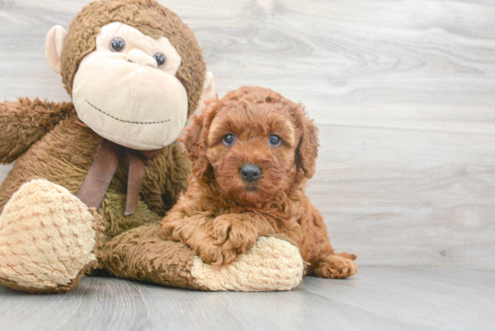 Best Mini Goldendoodle Baby