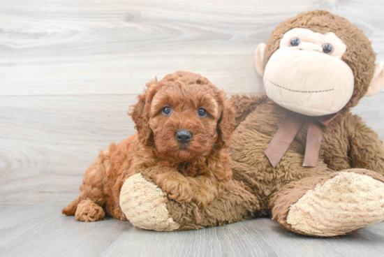 Mini Goldendoodle Puppy for Adoption