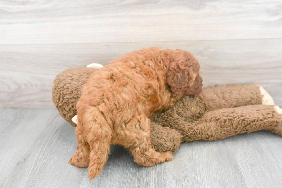 Adorable Golden Retriever Poodle Mix Puppy