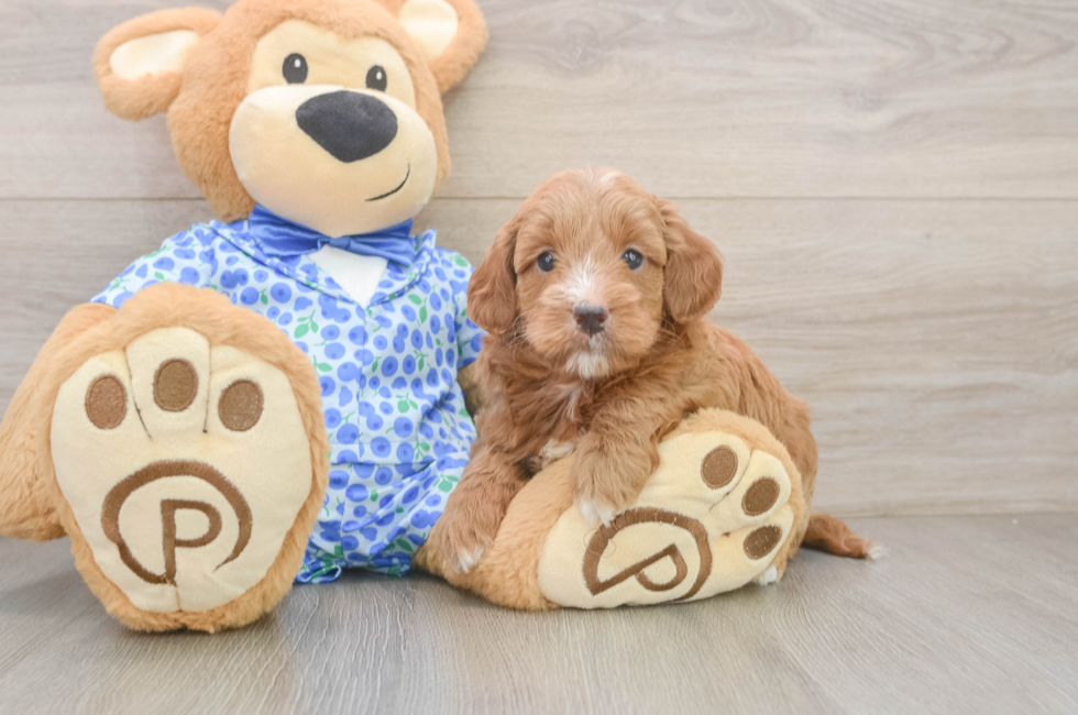 6 week old Mini Goldendoodle Puppy For Sale - Premier Pups