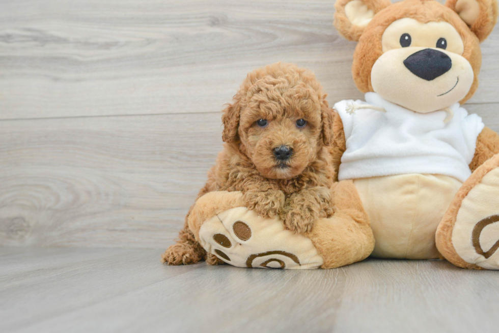 Cute Mini Goldendoodle Baby