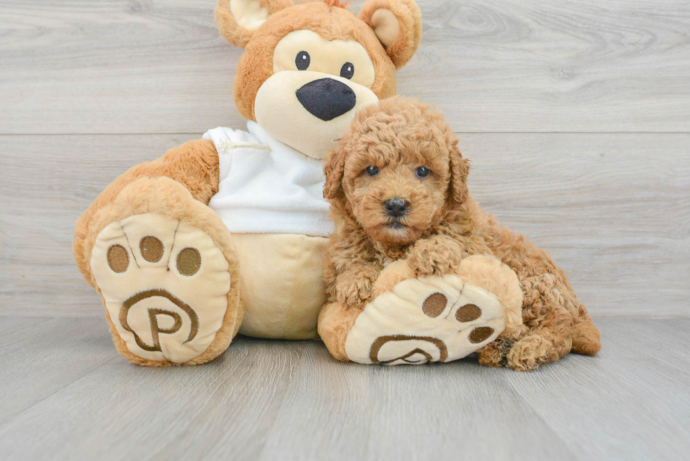 Sweet Mini Goldendoodle Baby