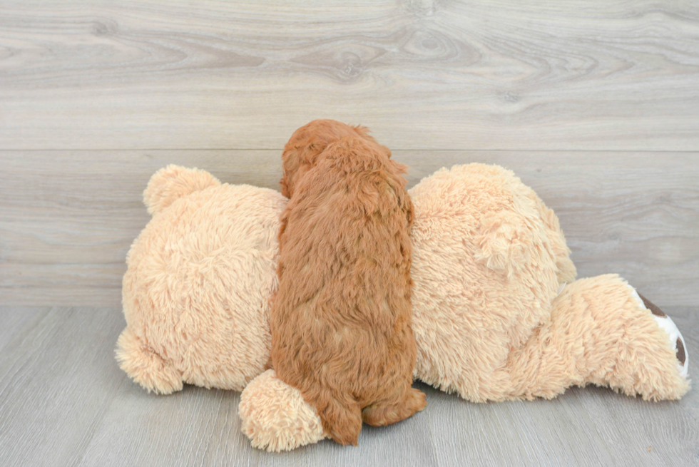 Sweet Mini Goldendoodle Baby