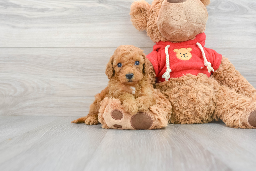 Best Mini Goldendoodle Baby