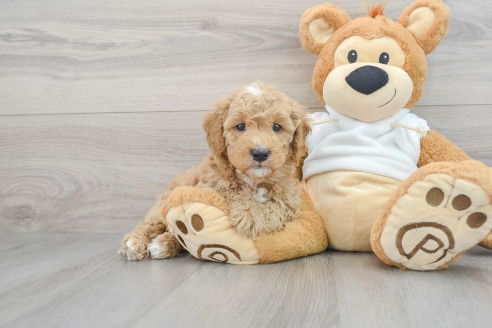 Fluffy Mini Goldendoodle Poodle Mix Pup