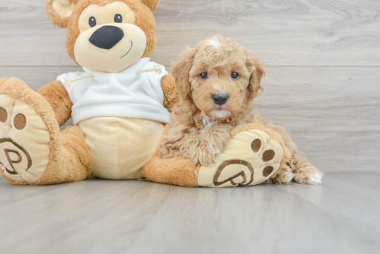 Little Golden Retriever Poodle Mix Puppy