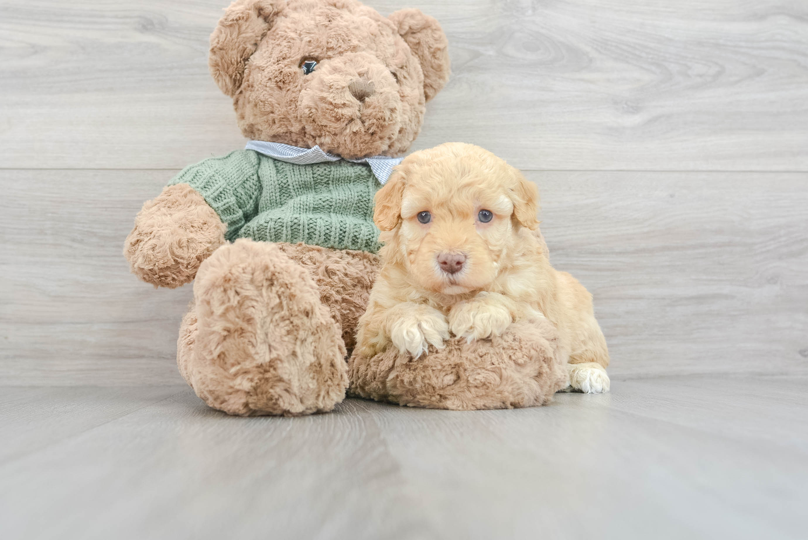 Cute Mini Goldendoodle Baby