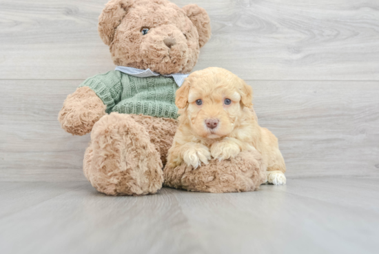 Cute Mini Goldendoodle Baby