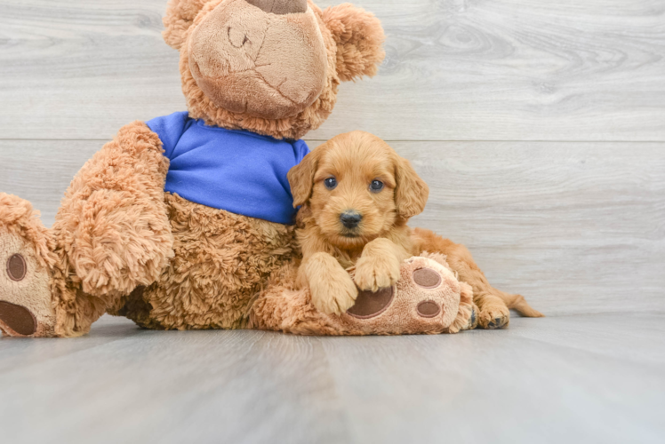 Best Mini Goldendoodle Baby