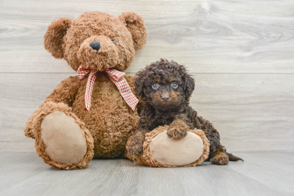 Adorable Golden Retriever Poodle Mix Poodle Mix Puppy