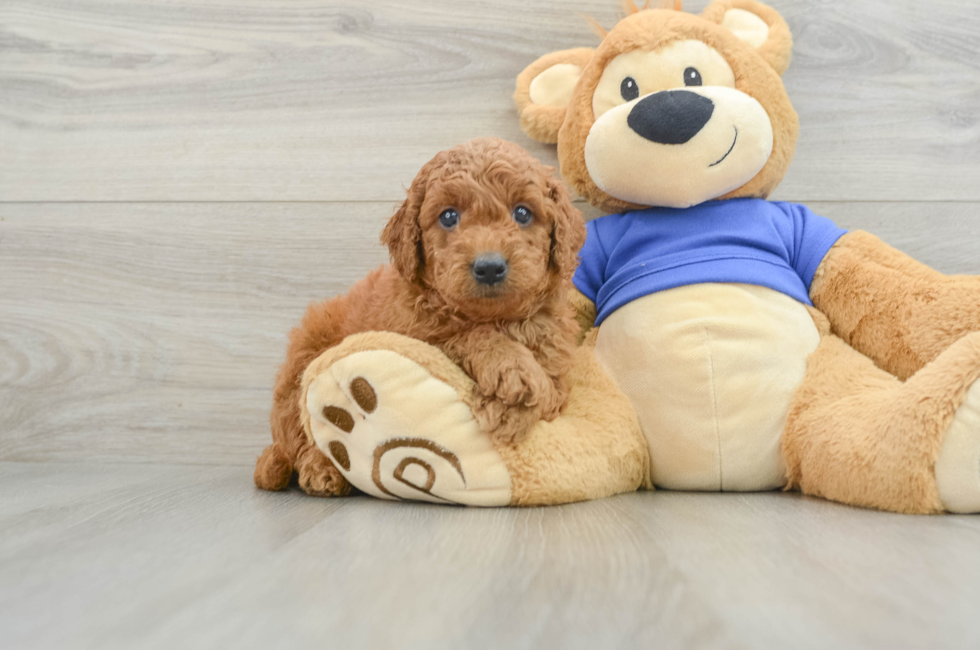 6 week old Mini Goldendoodle Puppy For Sale - Premier Pups