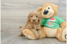 Mini Goldendoodle Puppy for Adoption