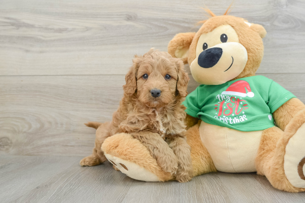 Mini Goldendoodle Puppy for Adoption