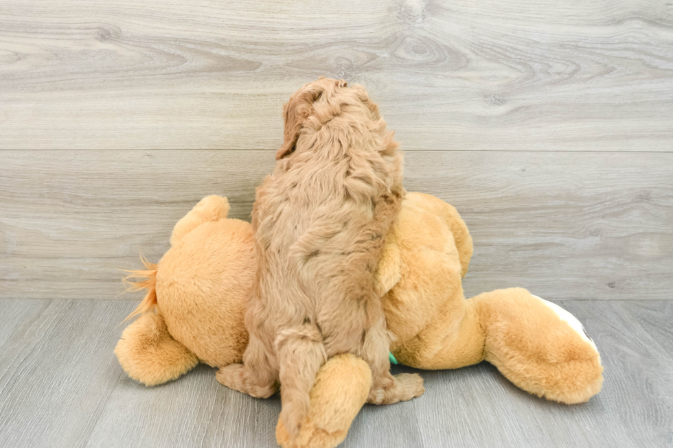 Mini Goldendoodle Puppy for Adoption