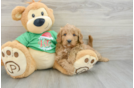 Happy Mini Goldendoodle Baby