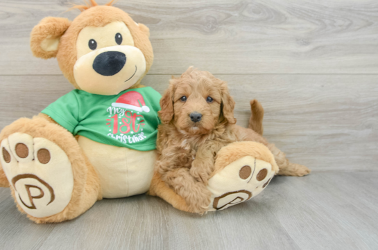 Happy Mini Goldendoodle Baby