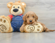 6 week old Mini Goldendoodle Puppy For Sale - Premier Pups