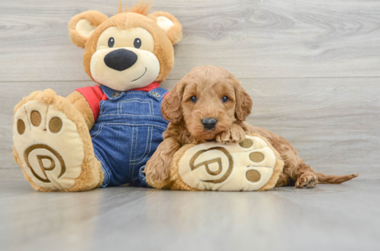 Happy Mini Goldendoodle Baby