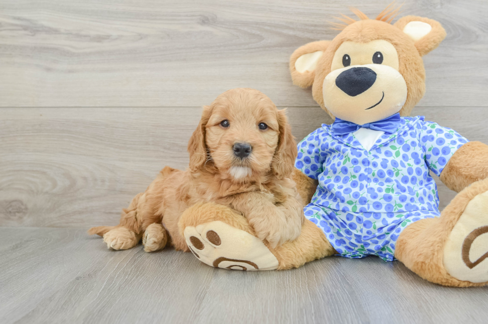 5 week old Mini Goldendoodle Puppy For Sale - Premier Pups