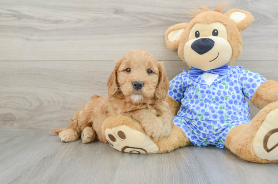 Smart Mini Goldendoodle Poodle Mix Pup