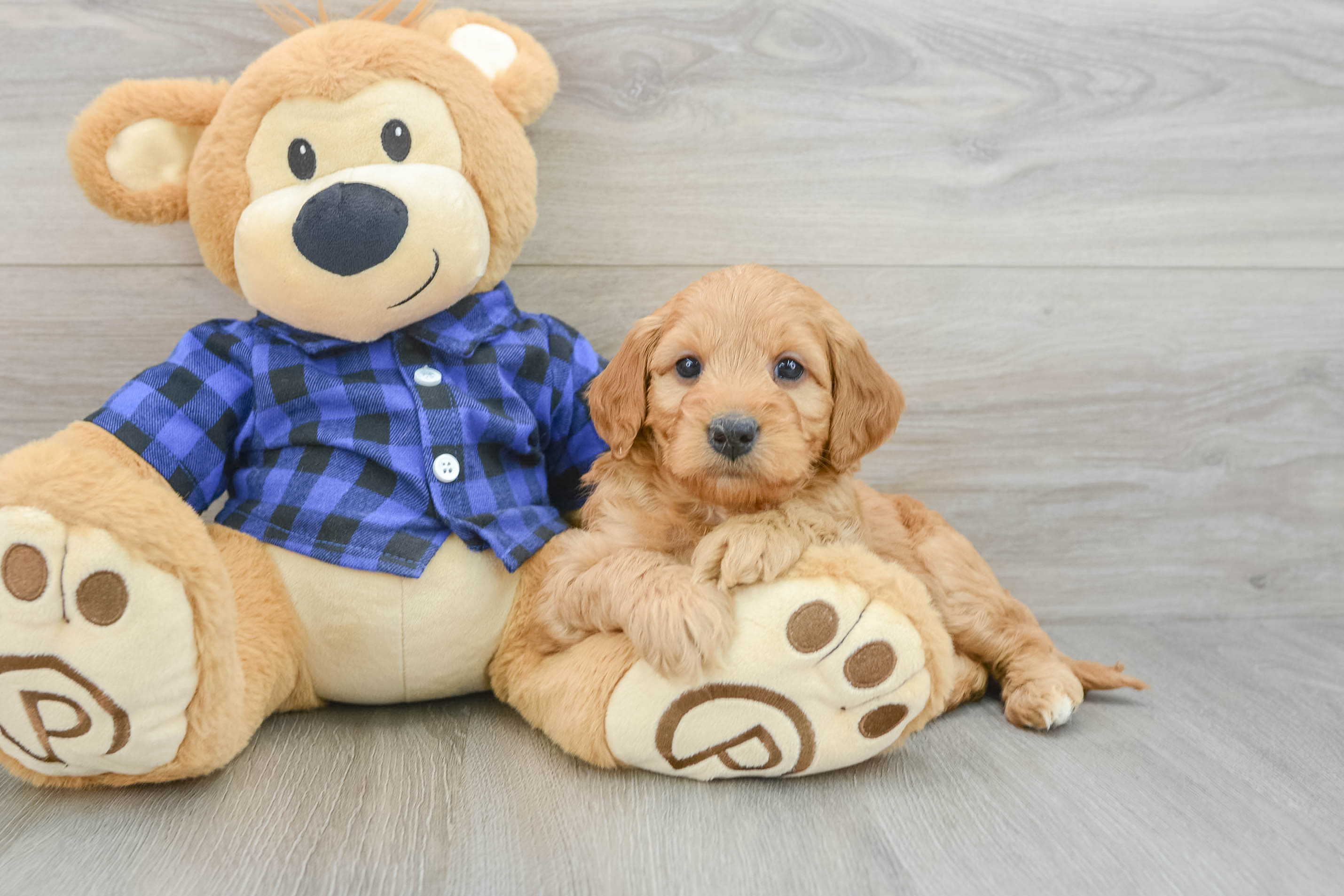 Small Mini Goldendoodle Baby