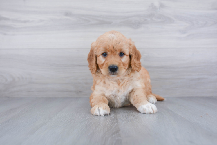 Hypoallergenic Golden Retriever Poodle Mix Puppy