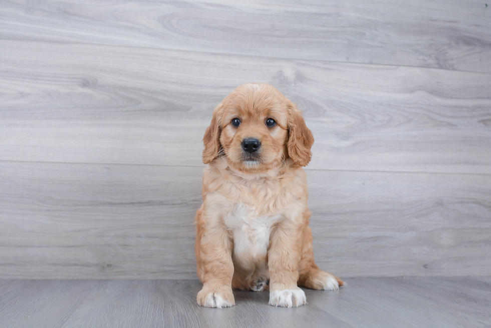 Playful Golden Retriever Poodle Mix Puppy