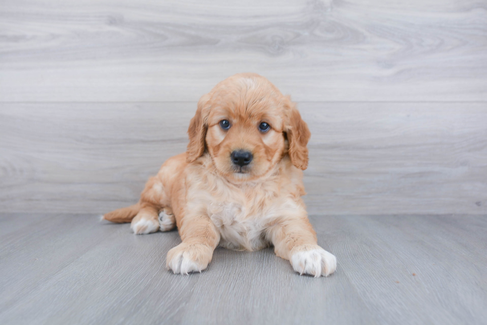 Mini Goldendoodle Puppy for Adoption