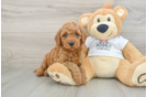 Energetic Golden Doodle Poodle Mix Puppy