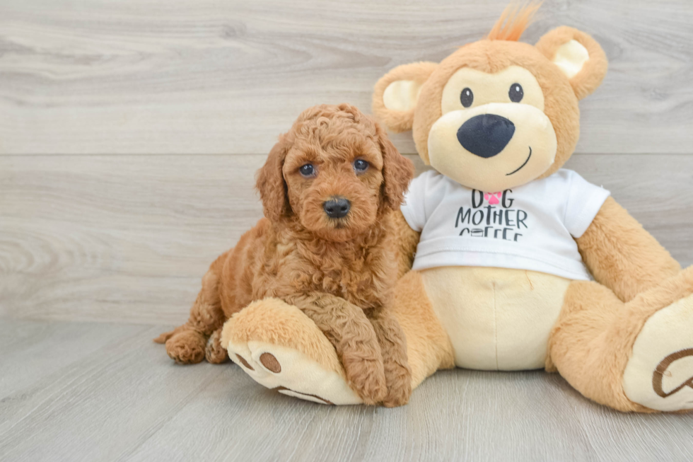 Energetic Golden Doodle Poodle Mix Puppy