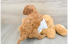 Mini Goldendoodle Pup Being Cute