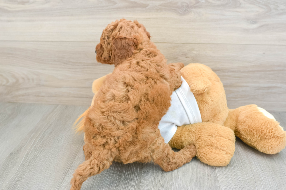 Mini Goldendoodle Pup Being Cute