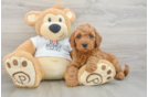Playful Mini Groodle Poodle Mix Puppy